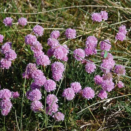 Dom wakacyjny Farmen I *